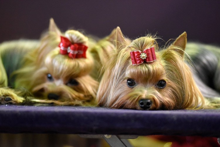 Старый Йоркширский терьер