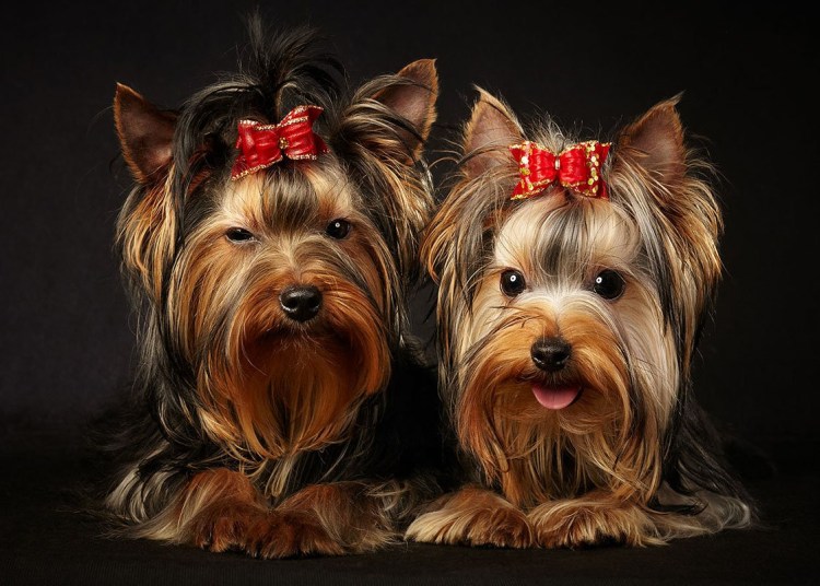 Йоркширский той терьер