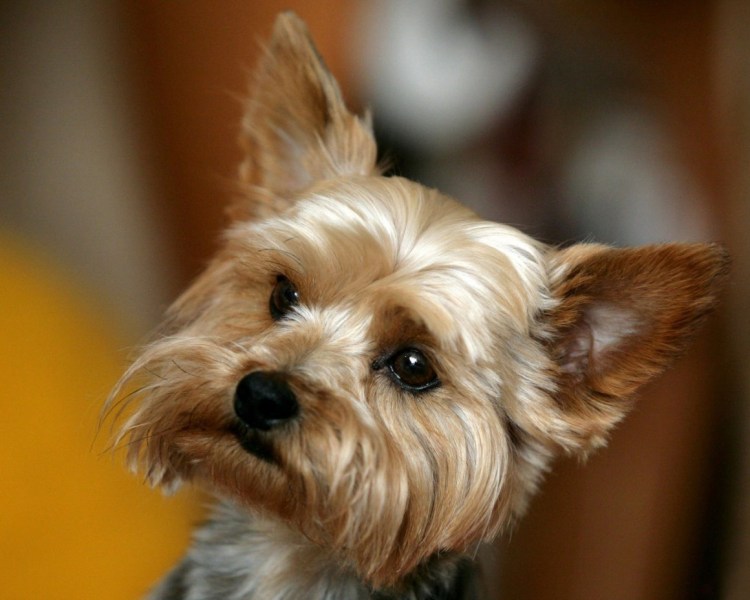 Собачка Йорик