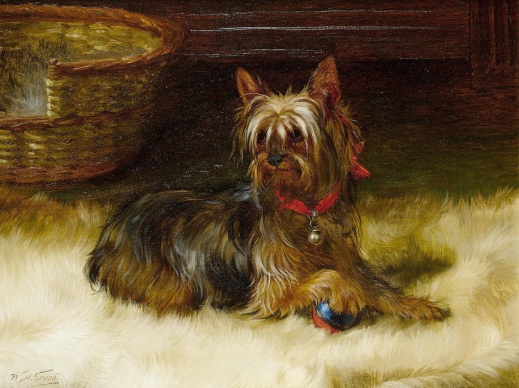 Йоркширский терьер