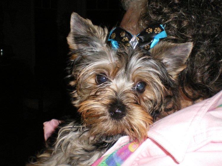 Йоркширский терьер