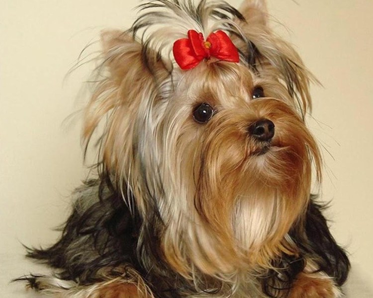 Бездомный Йоркширский терьер