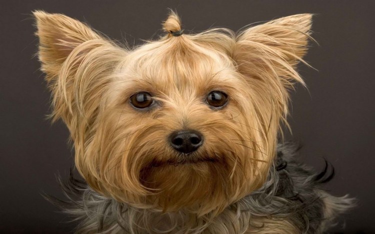 Терьер Билли