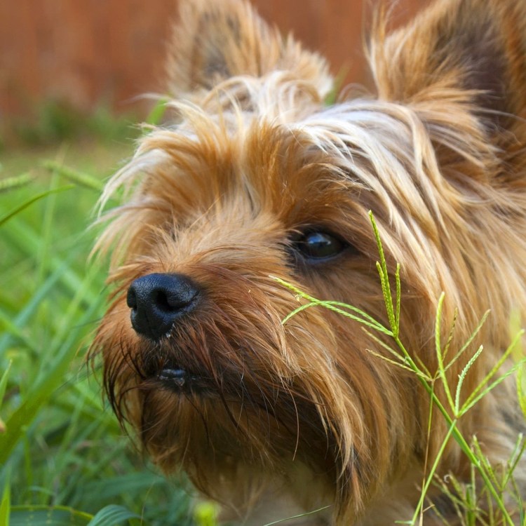 Вислоухий Йоркширский терьер