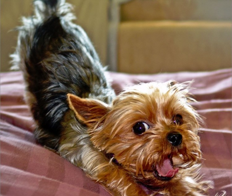 Йоркширский терьер
