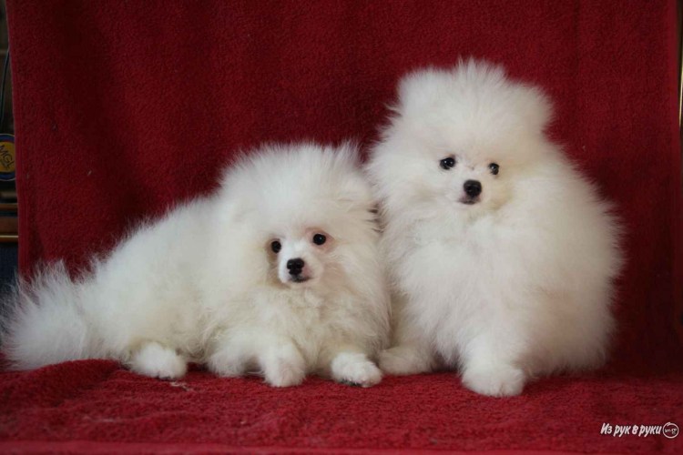 Королевский шпиц фото белый