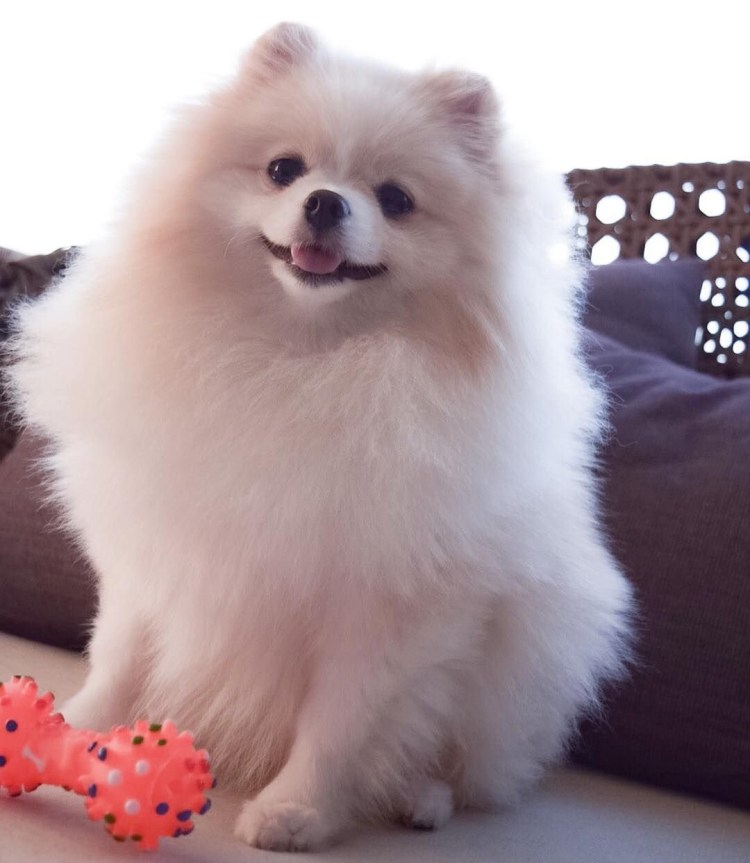 Шпиц померанский медвежьего