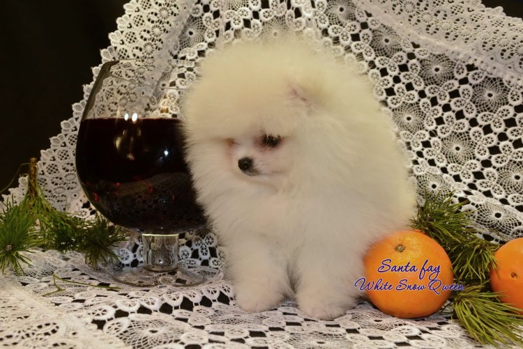 Бисс Вайт Сноу шпиц