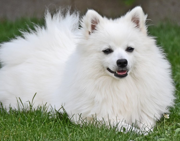 Шпиц Вольпино