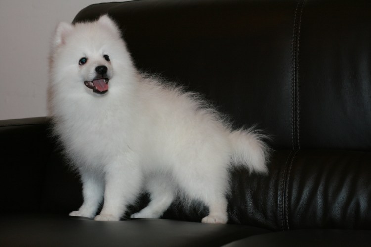 Японский карликовый шпиц белый
