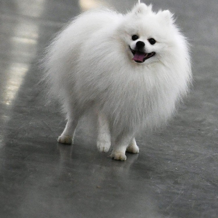 Королевский карликовый шпиц