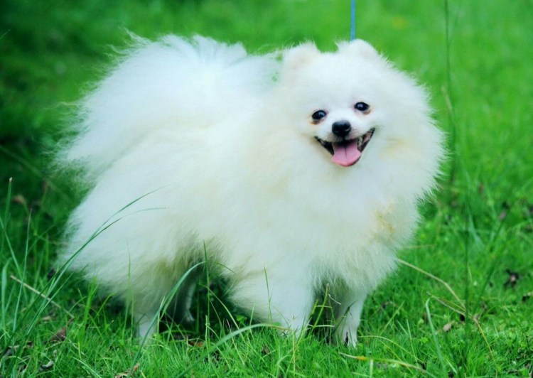 Американский шпиц карликовый