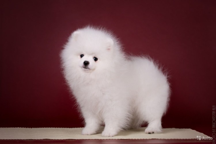 Шпиц померанский карликовый белый