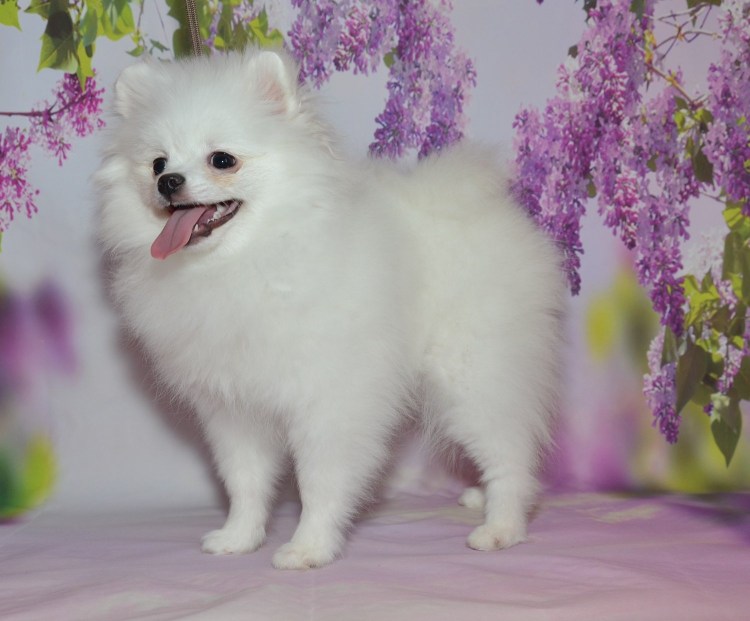 Шпиц померанский карликовый белый