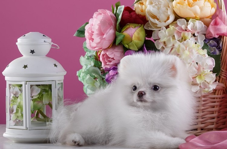 Королевский шпиц белый