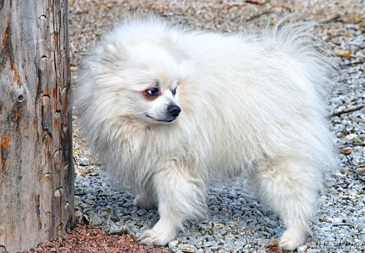 Немецкий померанский шпиц белый