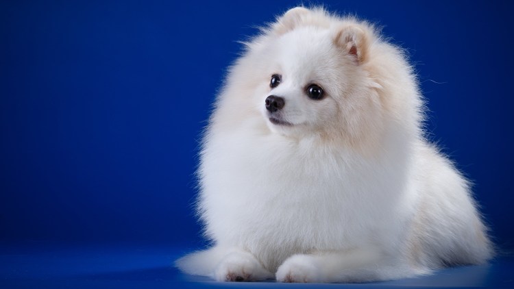 Королевский шпиц белый