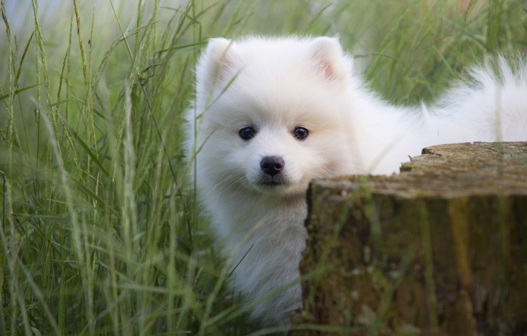 Грумминг шпица