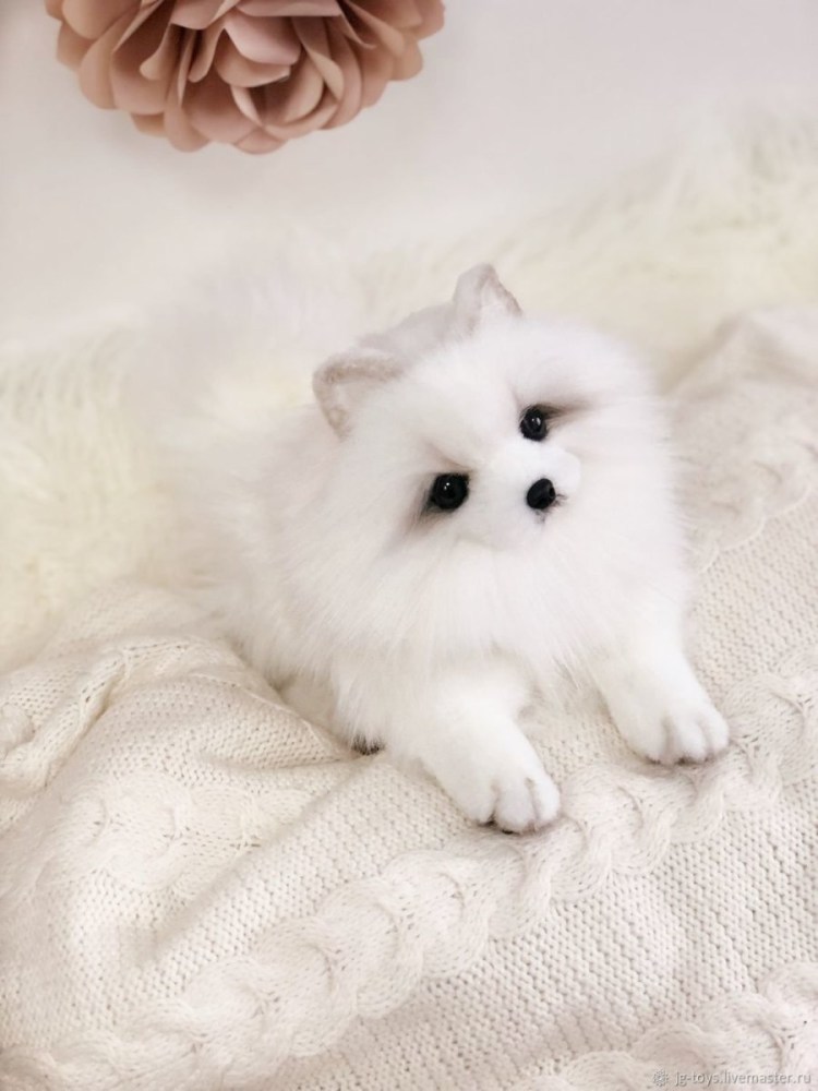 Белый померанский ШП Ц