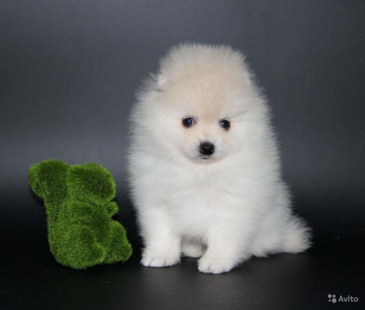 Королевский шпиц белый