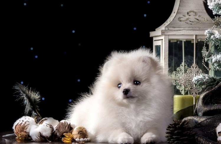 Померанский шпиц белый корейский