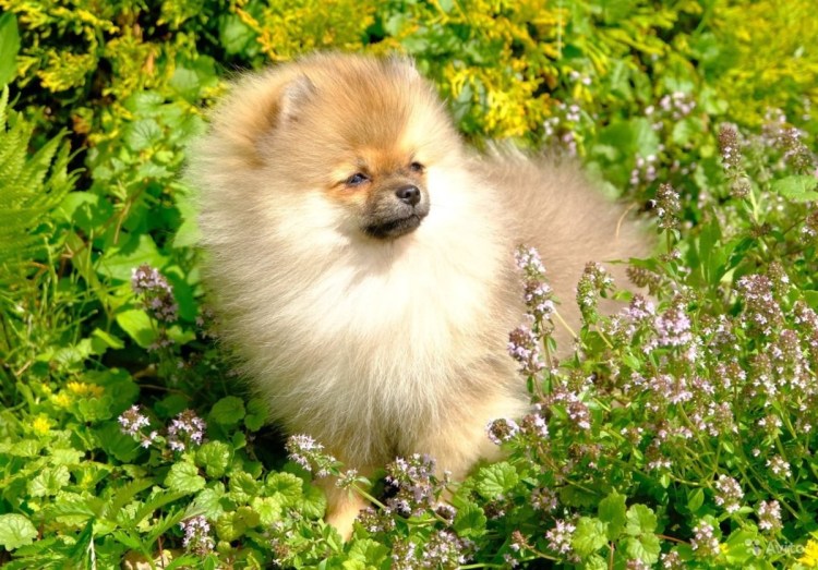 Собачки с пушистиками