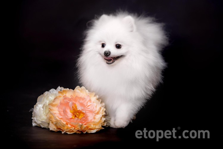 Японский шпиц карликовый