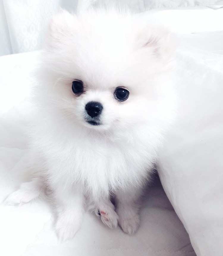 Шпиц карликовый белый