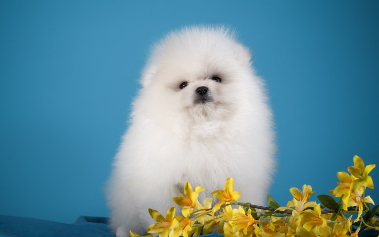 Шпиц флаффи