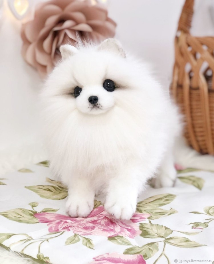 Померанскицшпиц белый