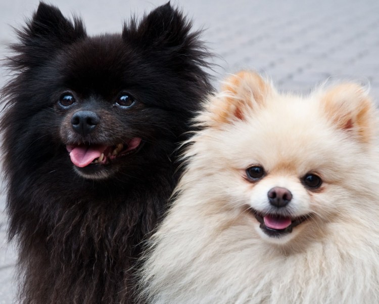 Померанский шпиц Беленький