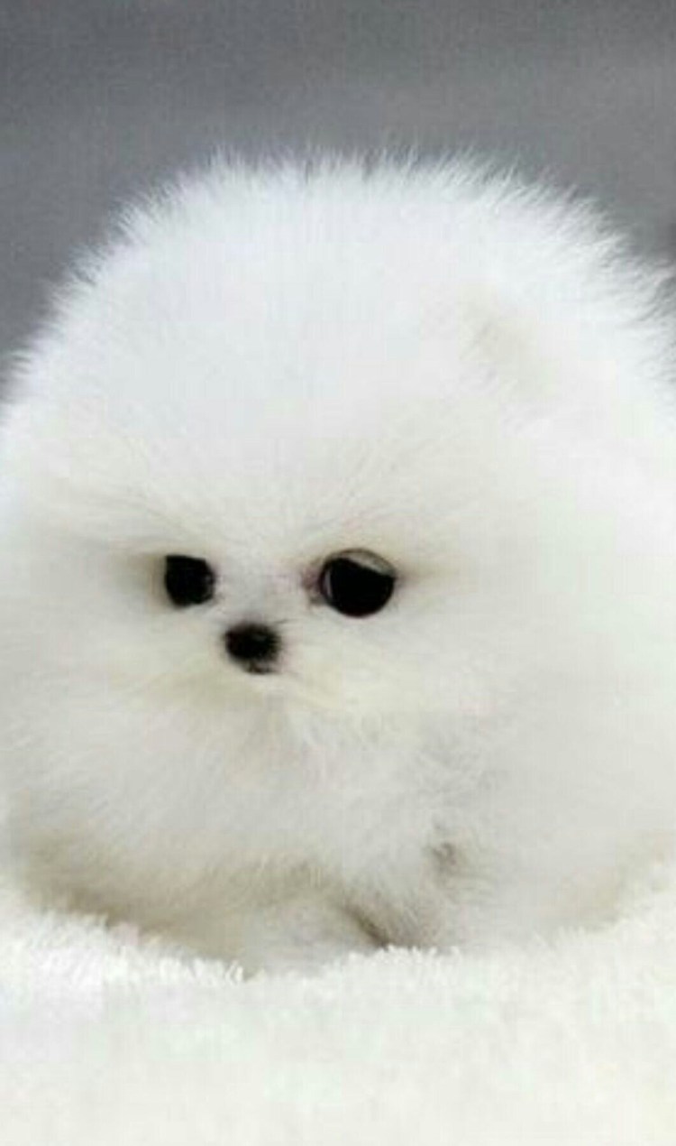 Японский шпиц белый