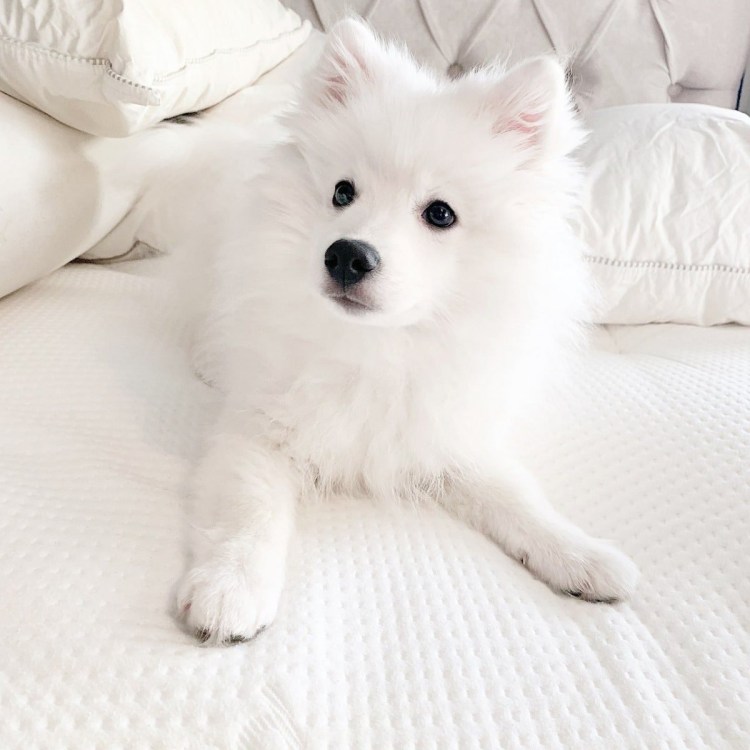 Шпиц альбинос