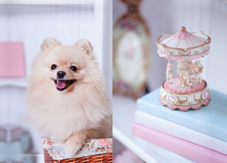 Вояж дог шпиц