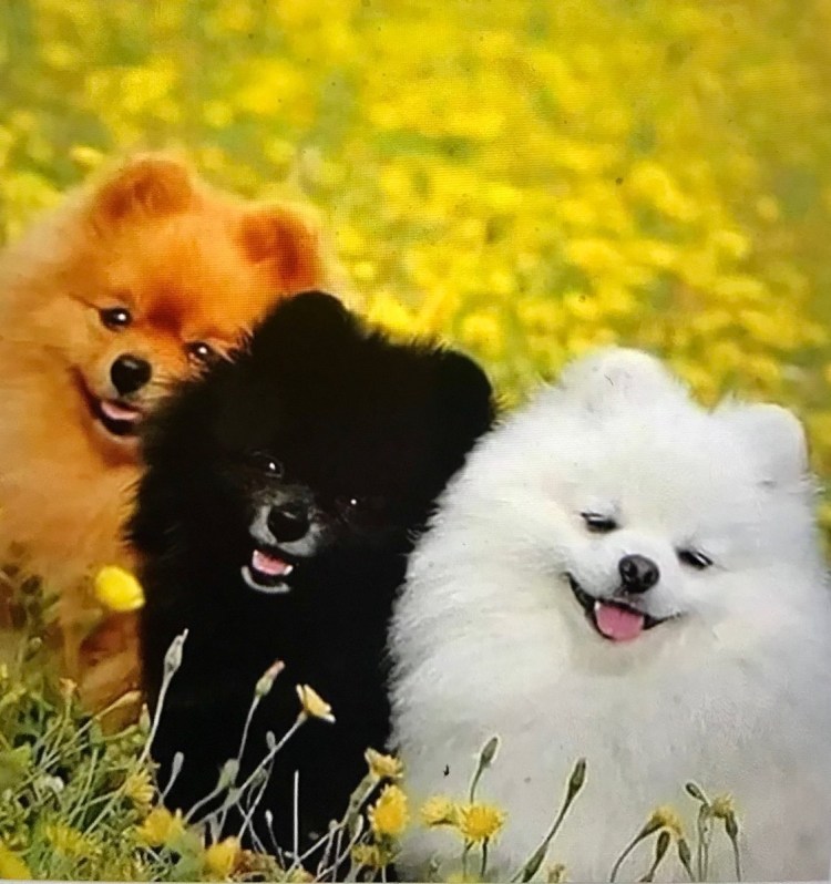 Шпиц черный