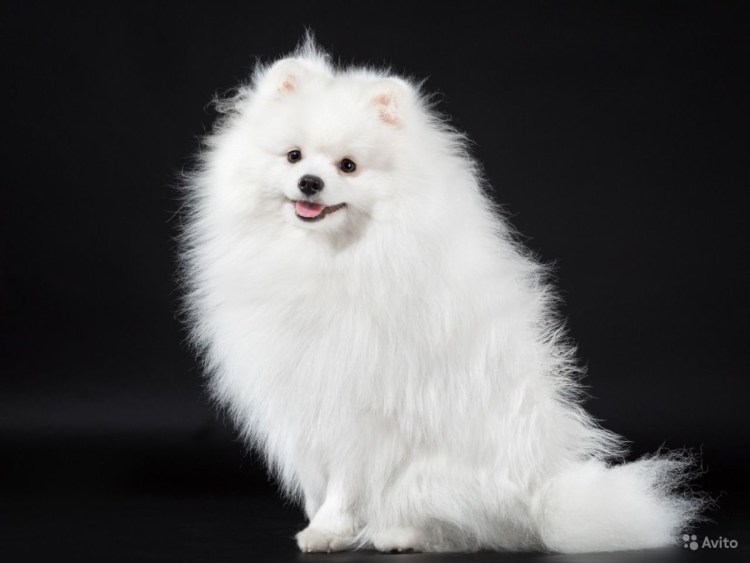 Шпиц карликовый белый
