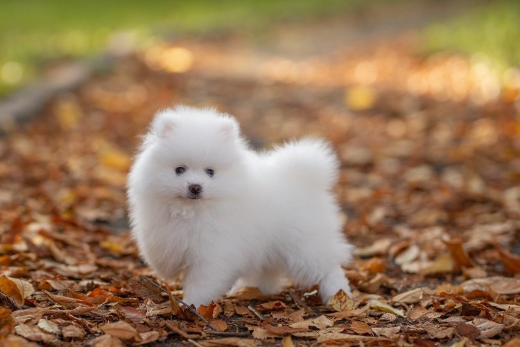 Померанский шпиц Беленький