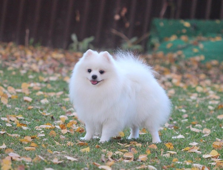 Шпиц белый
