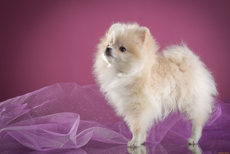 Маленький белый