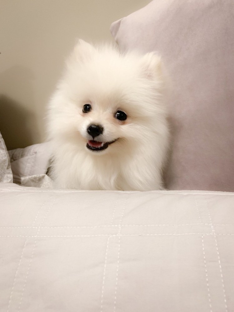 Микро померанский шпиц белый