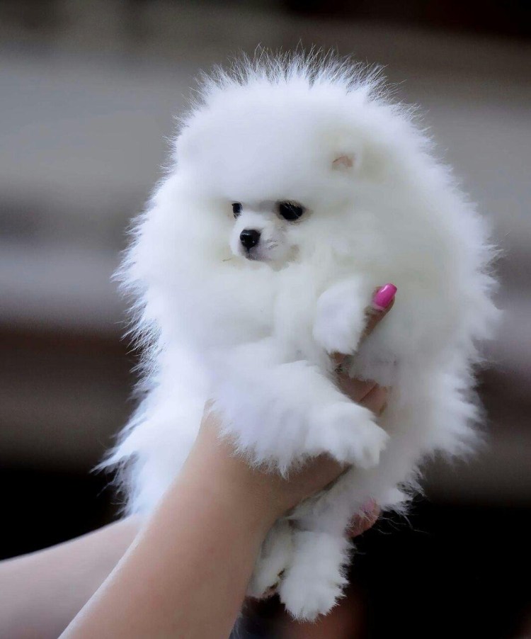 Померанский шпиц альбинос