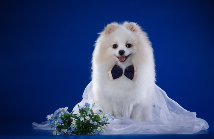 Померанский шпиц белый взрослый