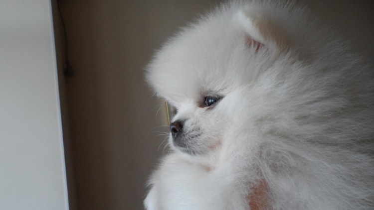 Карликовый шпиц флаффи