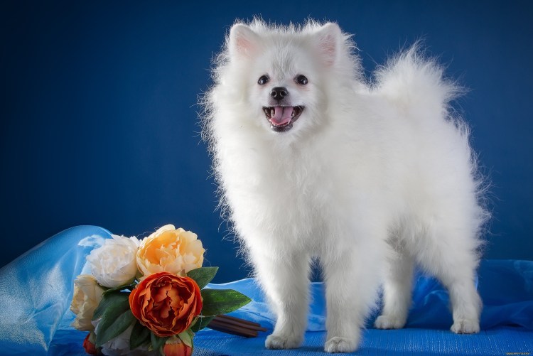 Японский шпиц белый