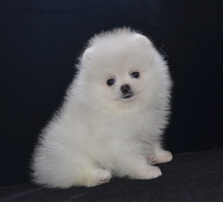 Королевский шпиц белый