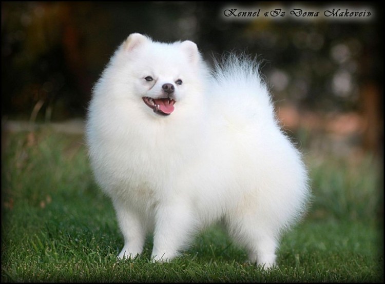 Собака померанский шпиц белый