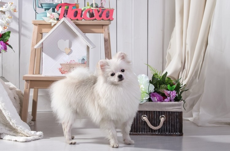 Немецкий померанский шпиц белый