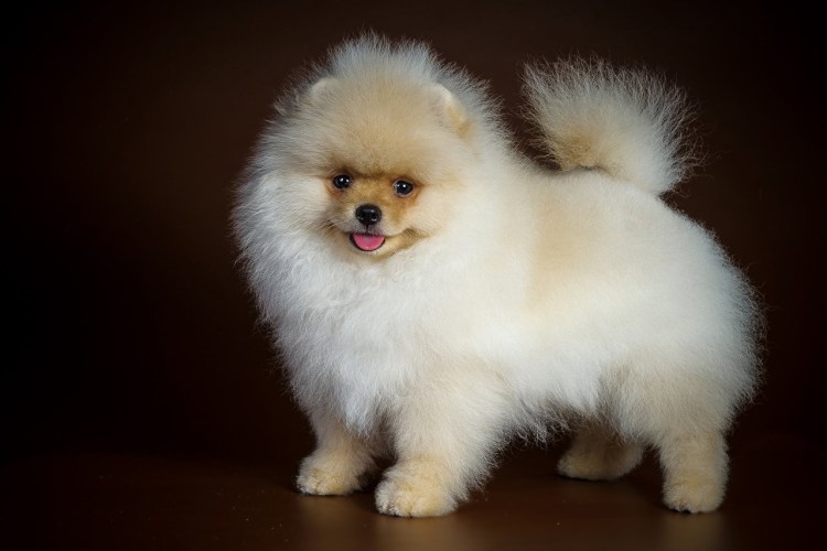 Королевский шпиц белый