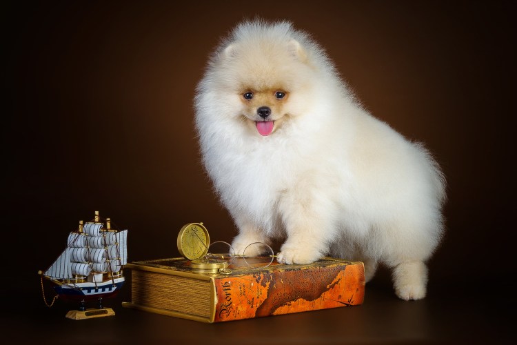 Шпиц белый щенок