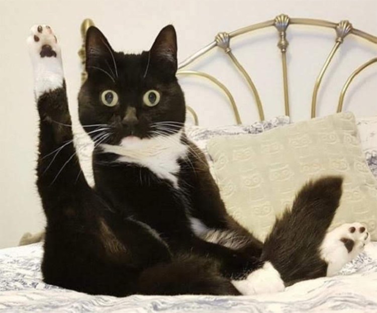 Прикольные коты